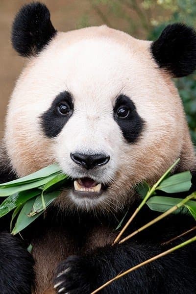 Fu Bao Profile Photo