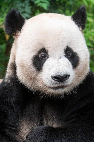 Le Bao Profile Photo