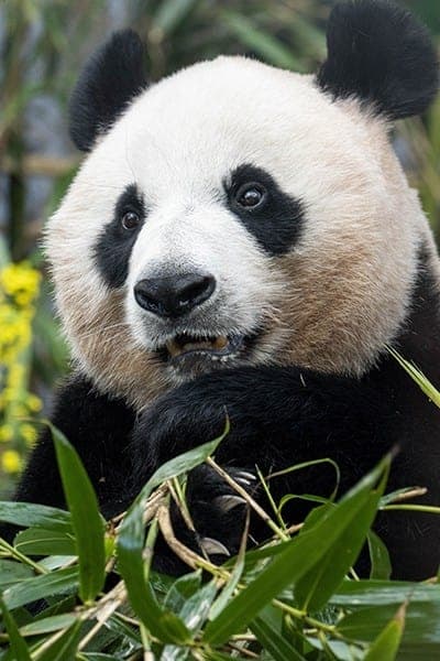 Ai Bao Profile Photo