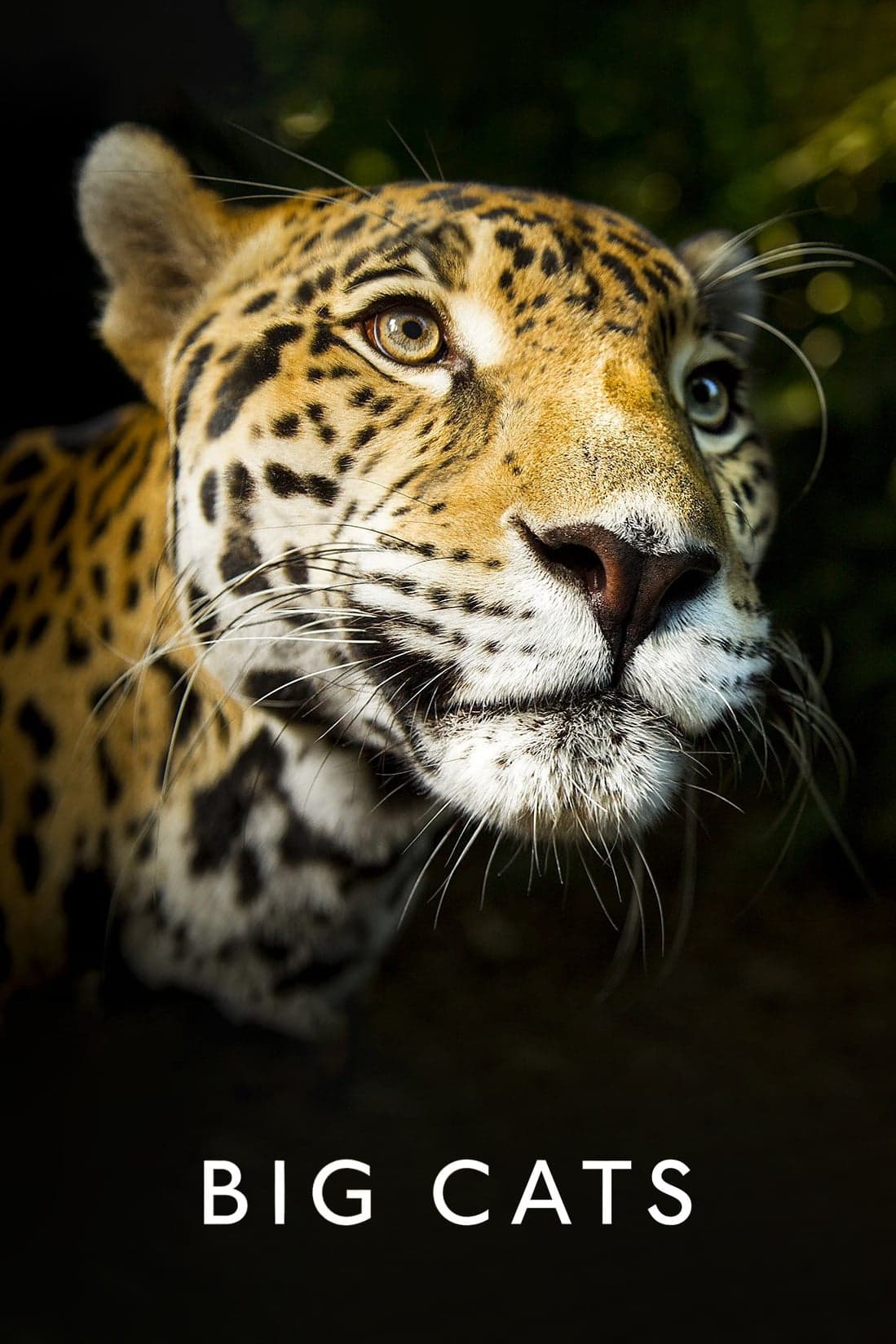 Big Cats TV Show Poster