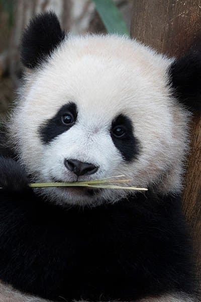 Hui Bao Profile Photo