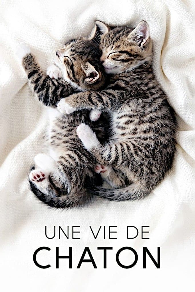 The Secret Life of Kittens Movie Poster